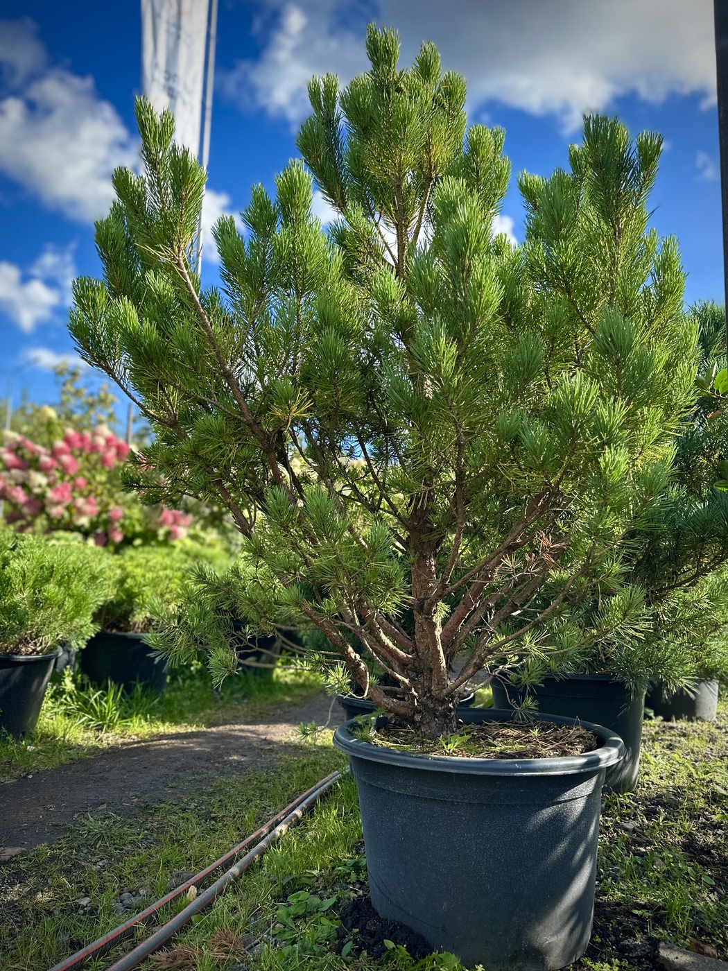 Сосна горная (Pinus Mugo) в ассортименте