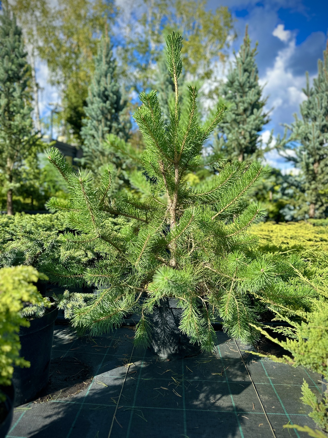 Сосна обыкновенная (Pinus sylvestris)