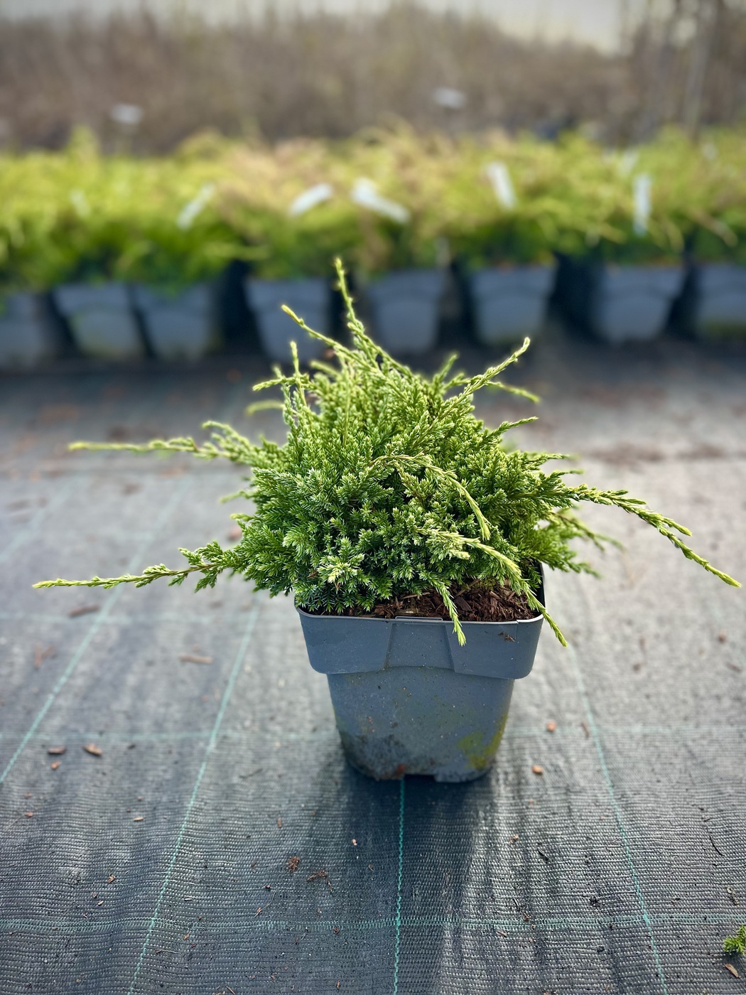 Можжевельник чешуйчатый Холгер (Holger)