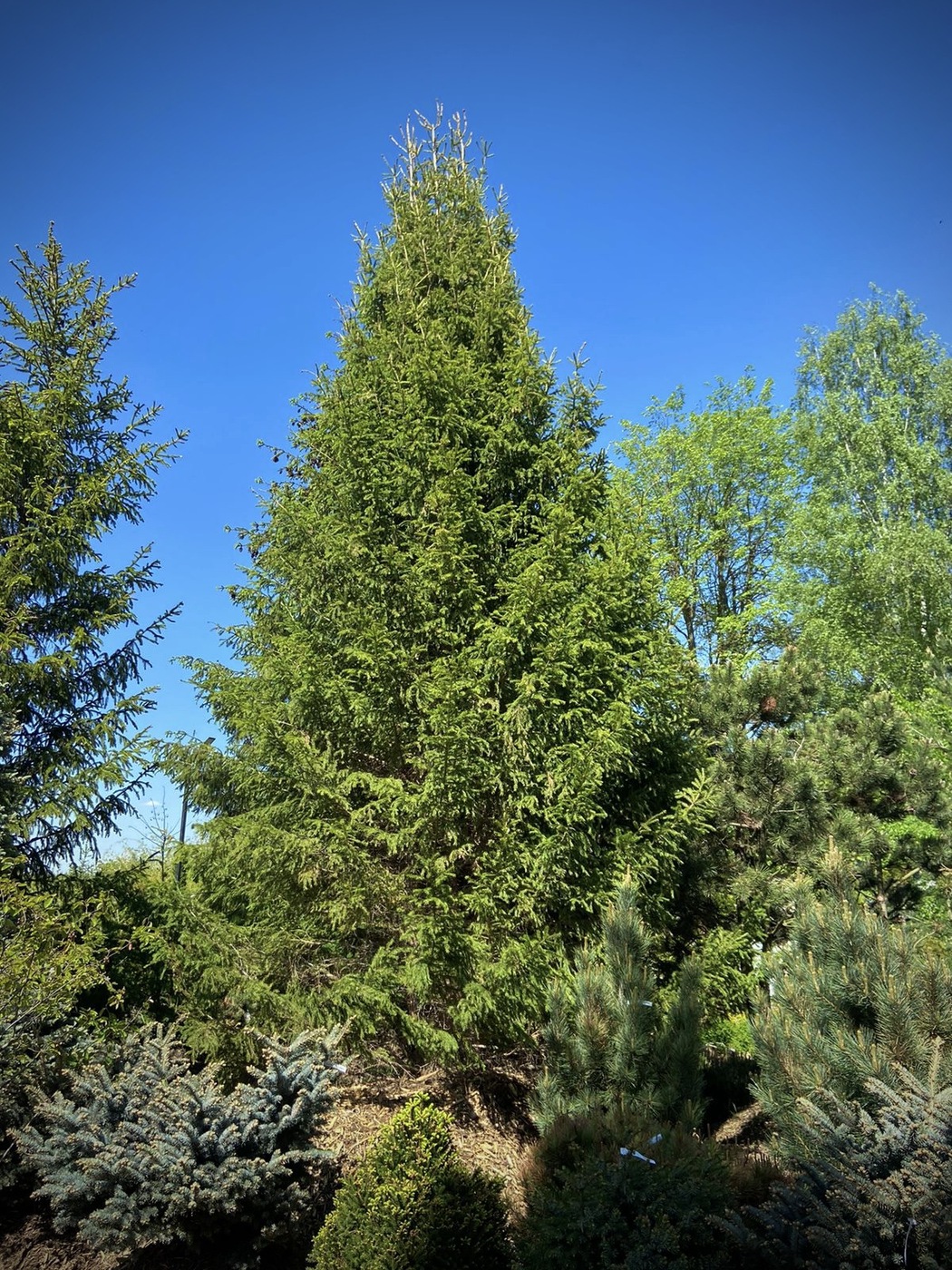 Ель обыкновенная (Picea abies)