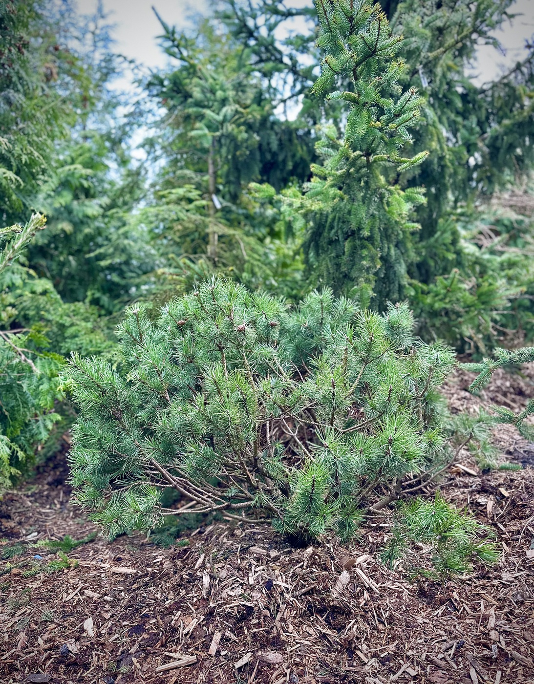 Сосна горная Мопс (Mops)