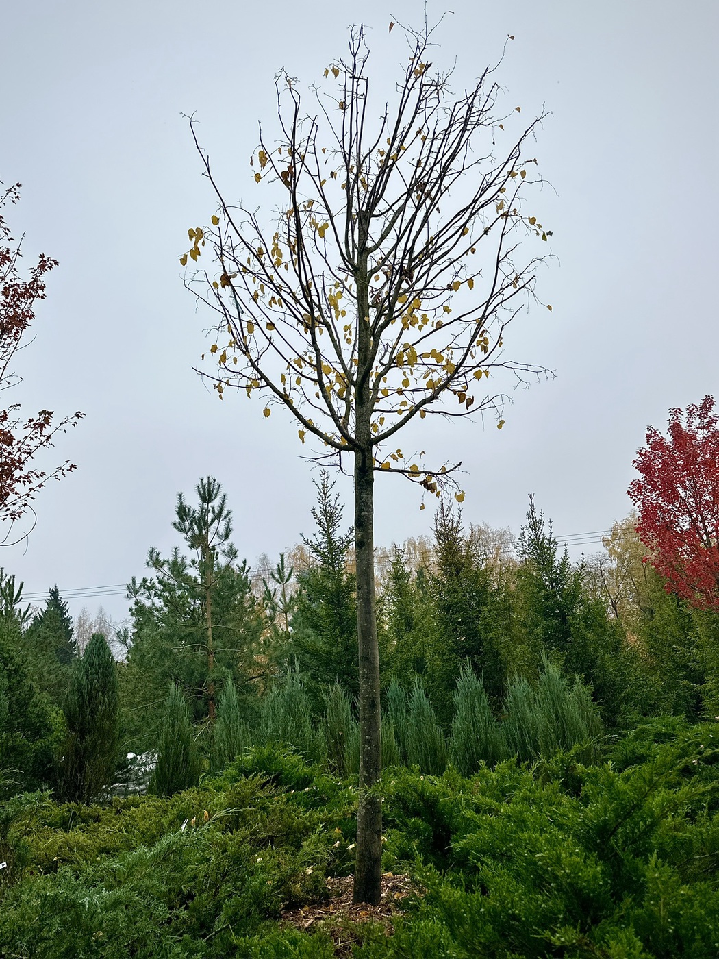 Липа мелколистная (Tilia cordata)