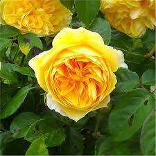 Роза Грэхэм Томас `Graham Thomas`