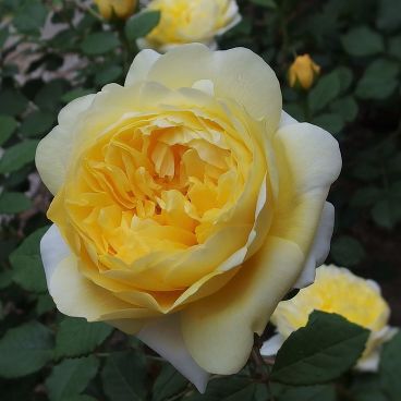 ♛Роза Зэ Поэтс Уайф`The Poet's Wife` (шраб Д. Остин английская желтая) C7.5