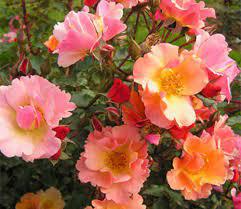 Роза Джазз `Jazz`