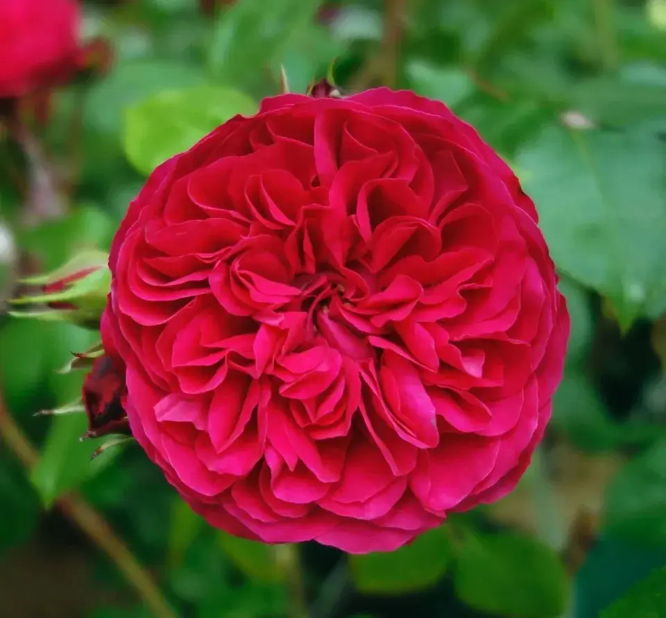 Роза Ред Леонардо Да Винчи `Red Leonardo Da Vinci`