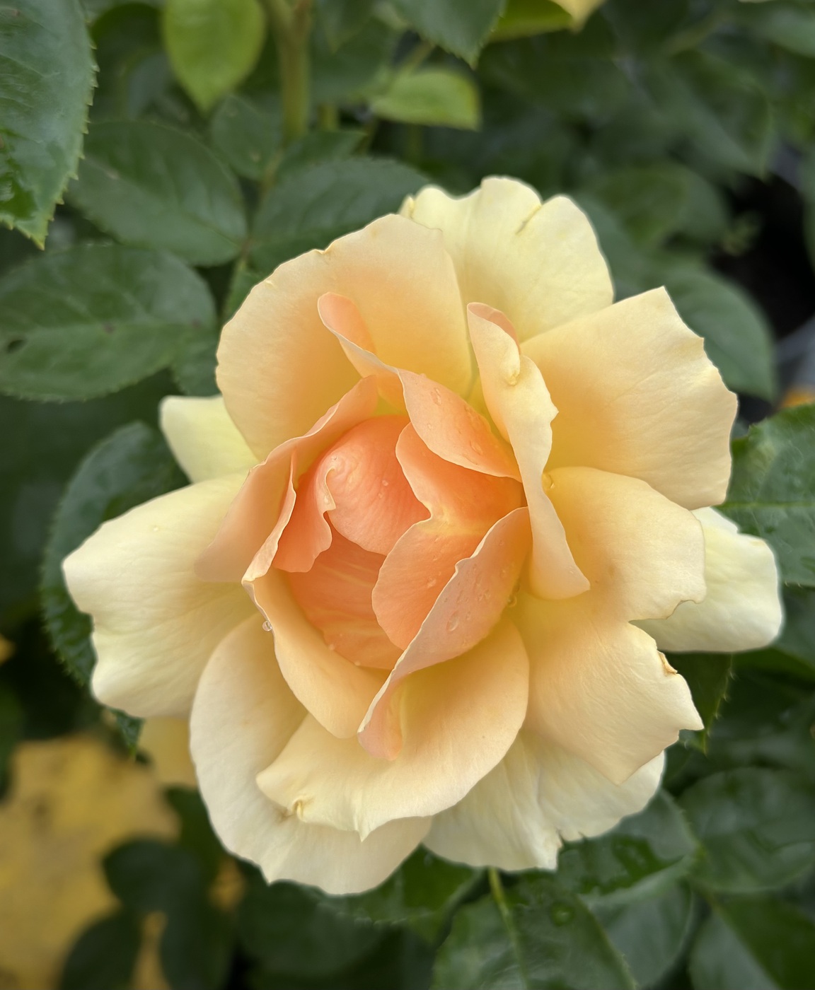 Роза Ханзешдадт Росток`Hansestadt Rostock`