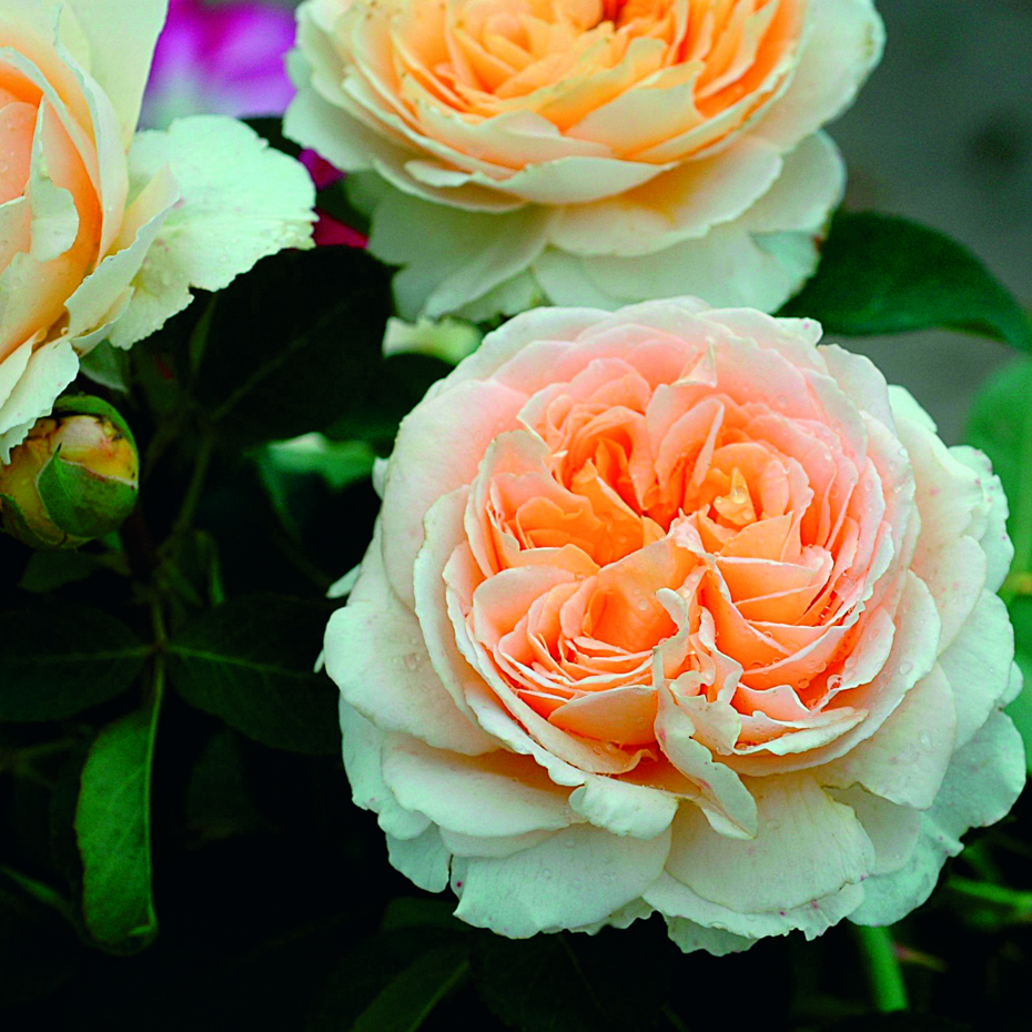 ♛Роза Версайни`Versigny`(шраб лососево-оранж) C7.5