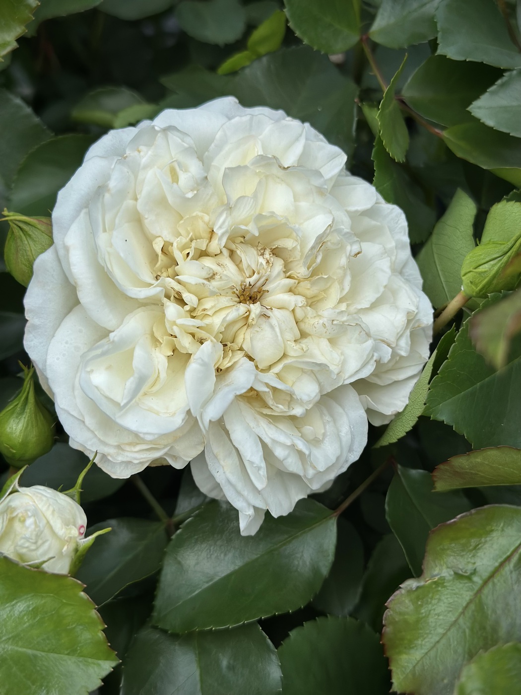 Роза Свани`Swany`