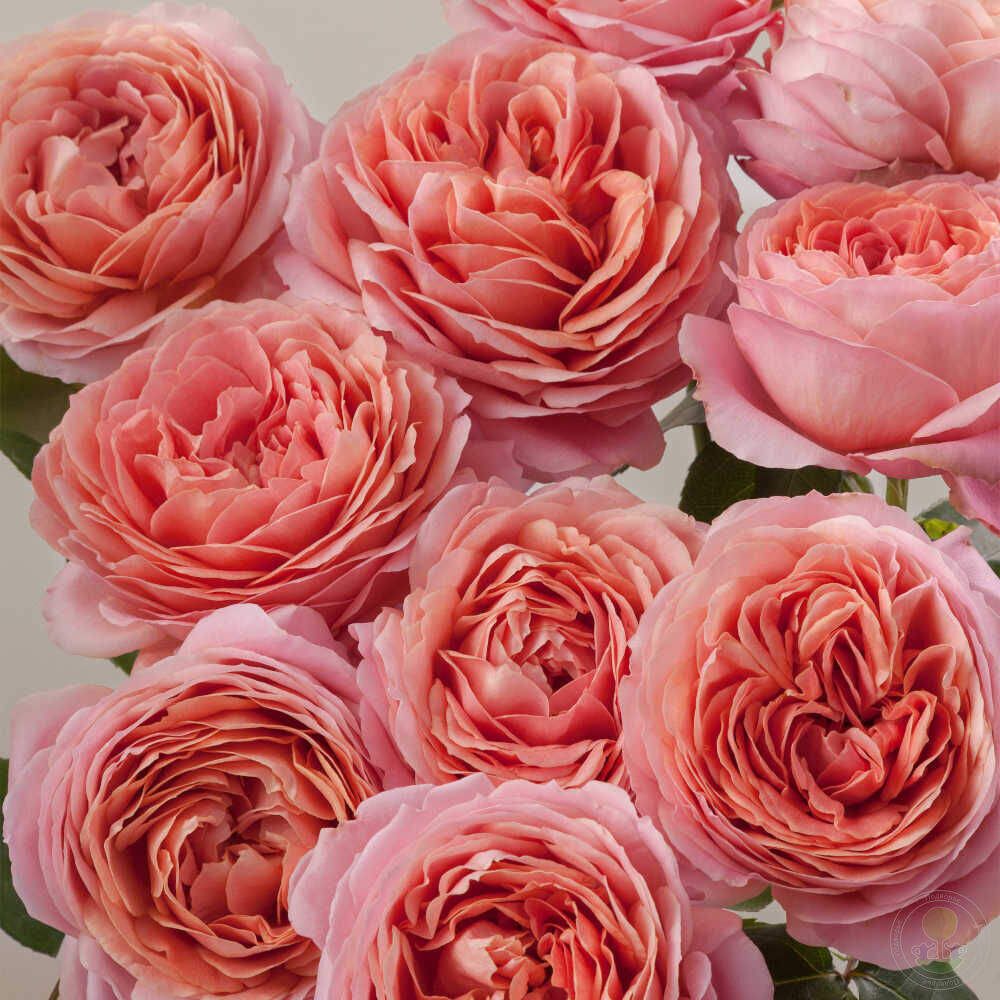 Роза Романтик Антик`Romantique Antique`