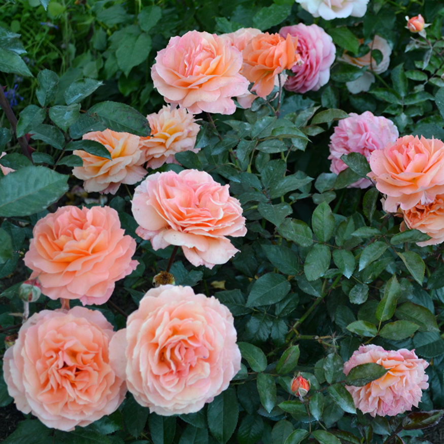 Роза Августа Луиза `Augusta Luise`