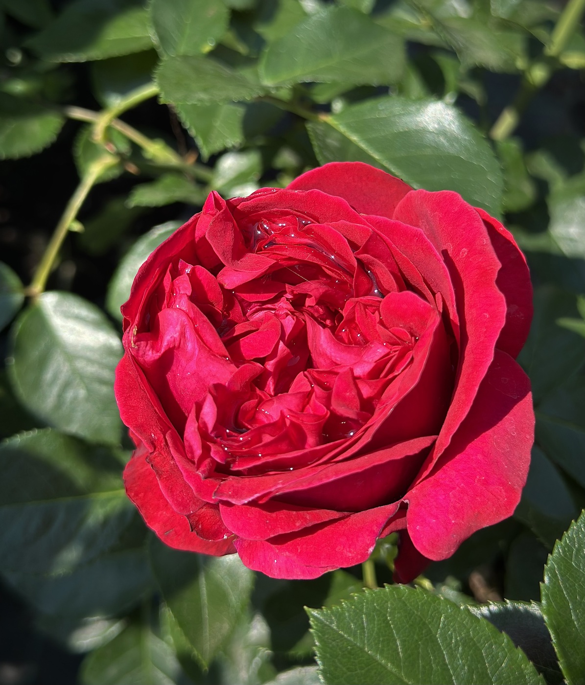 Роза Аскот Ascot