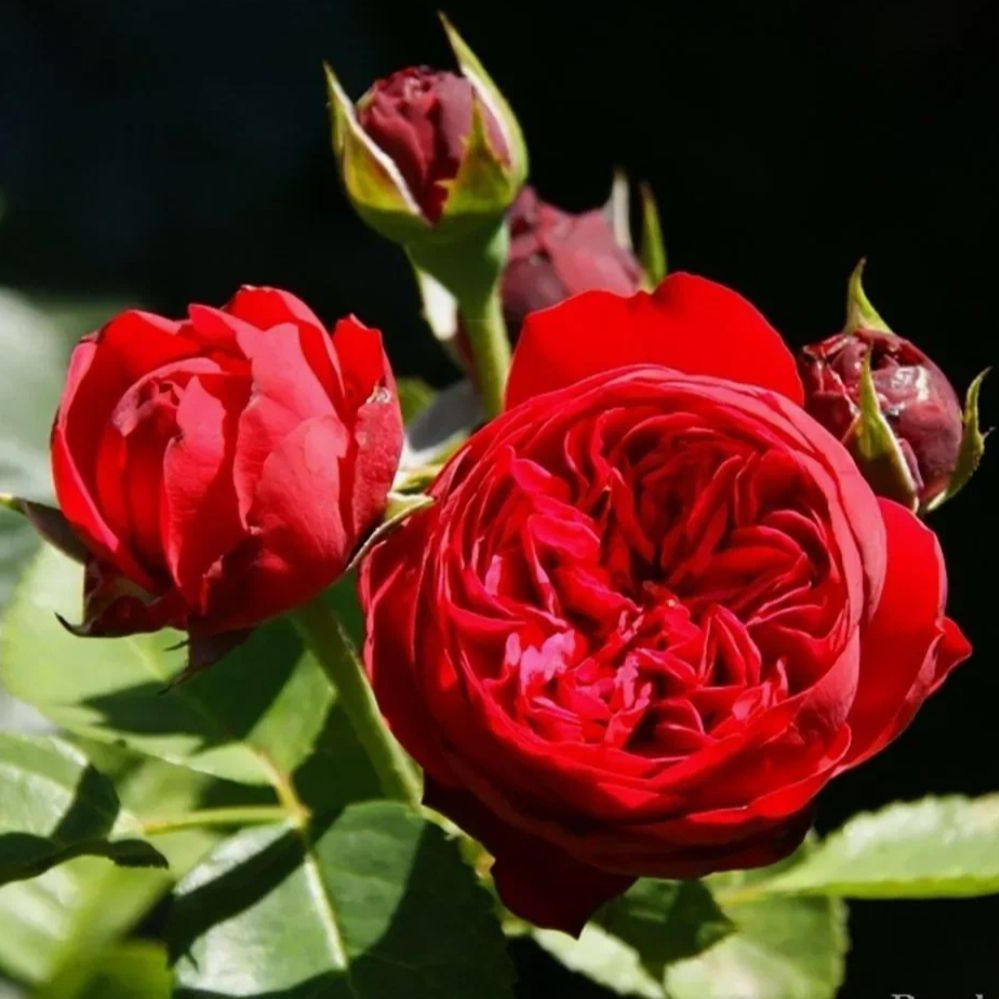 Роза Пиано `Piano`