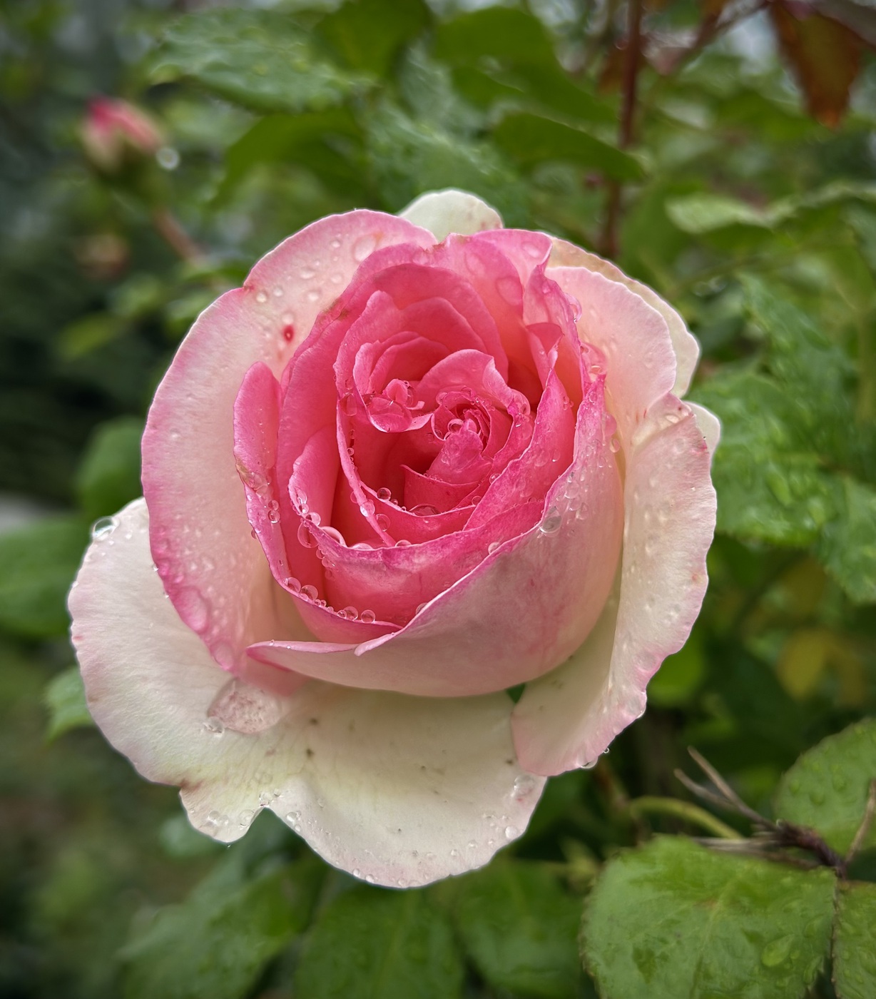 Роза Пьер Де Ронсар Pierre de Ronsard`